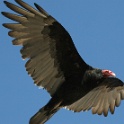 145_Turkey Vulture